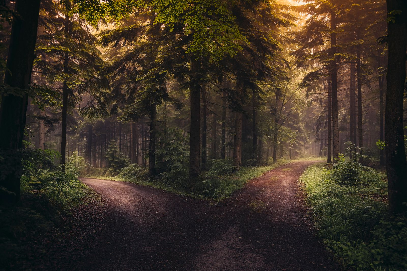 Ein Waldweg, der sich in zwei unterschiedliche Richtungen teilt – Sinnbild für zwei Karrierewege nach dem Zahnmedizinstudium