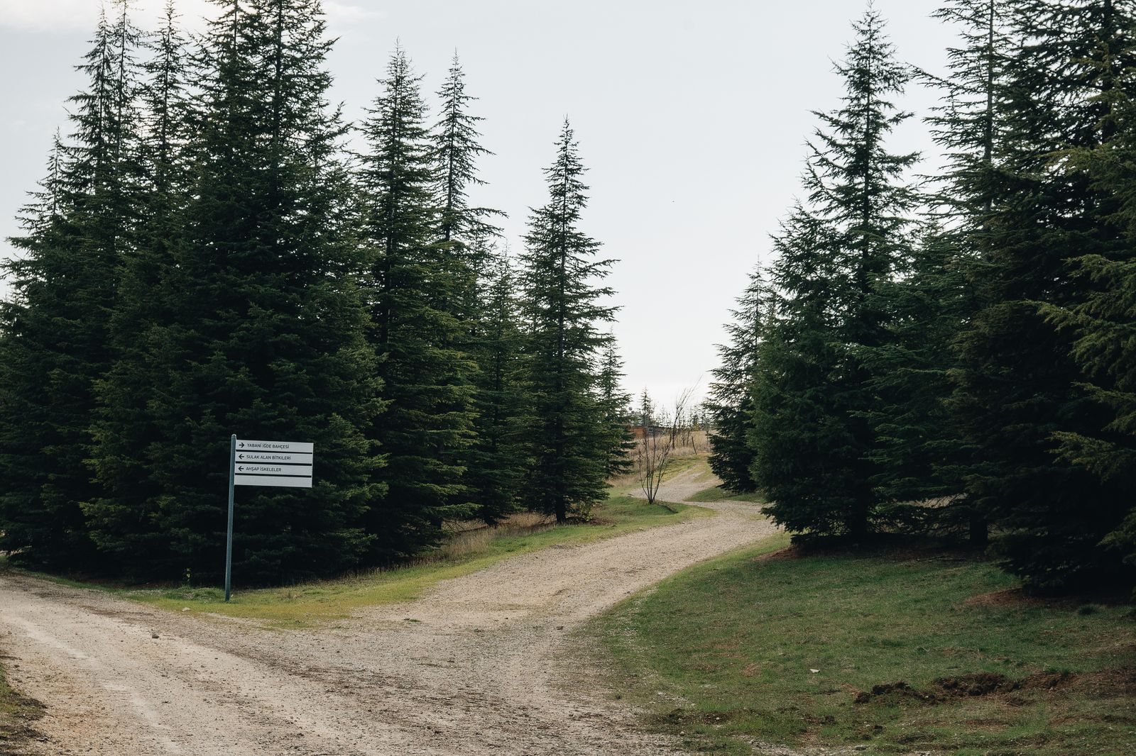 Ein Waldweg mit Wegweiser, der zwischen Bäumen abzweigt – Sinnbild für einen beruflichen Richtungswechsel in der Zahnmedizin